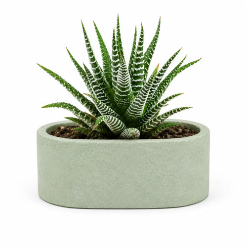 Plants