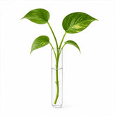 Golden Pothos (Epipremnum aureum)