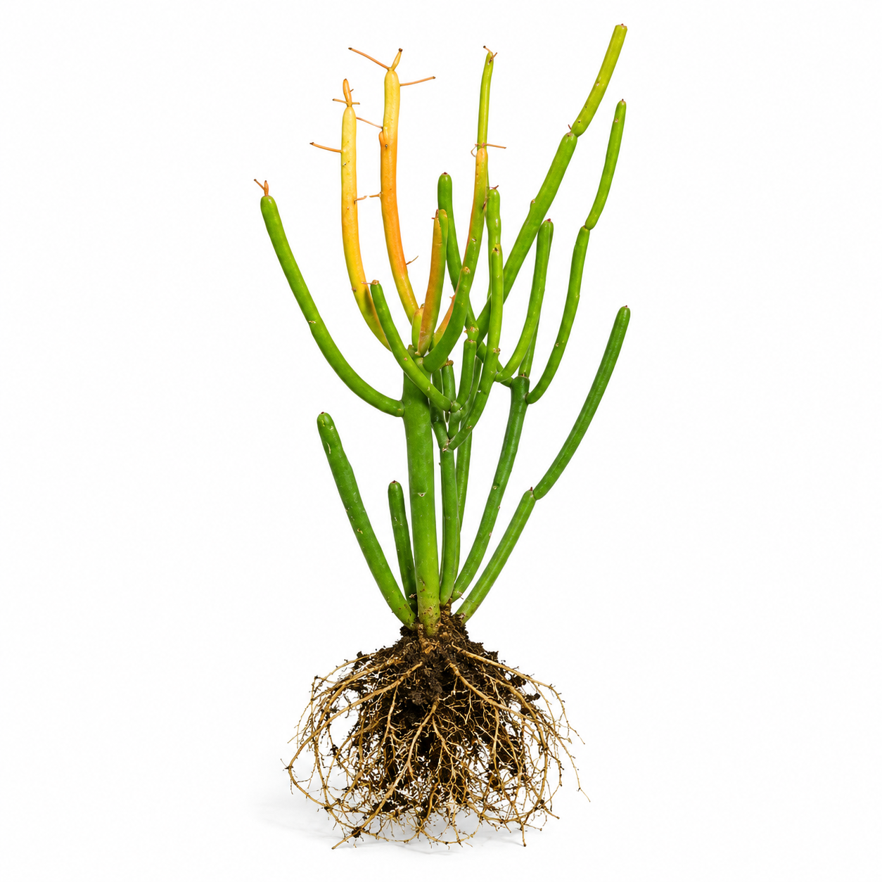 Pencil Cactus (Euphorbia tirucalli)